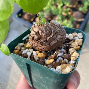 ディスコレア エレファンティペス 亀甲竜 : artisan store - 通販