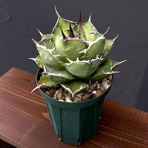 アガベ チタノタ ホワイトアイス 新築祝い ドライガーデン ロック