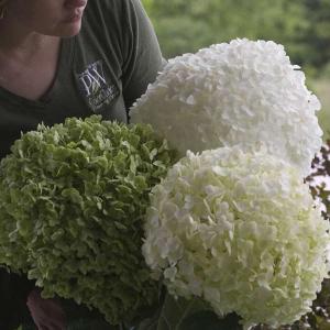 クリスマスローズ開花株 DDアフロディーテプリマヴェーラ 196 現品限り