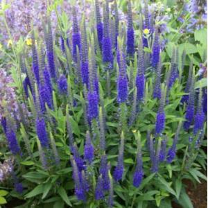 クリスマスローズ 一茶 曽田園芸 0129-005 現品販売 送料無料 12cm