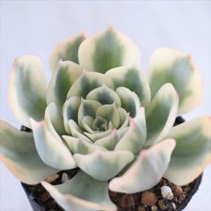 多肉植物：アガベ 笹の雪白虎斑 極氷山*9.5cm 現品 一品限り : 遊恵
