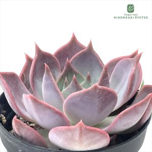 多肉植物 pnwハオルチア ドドソン紫オブツーサ錦 実生 Plant's Work