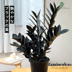 観葉植物 おしゃれ：オリーブの木*SOUJU（創樹） マンザニロ 現品選べ