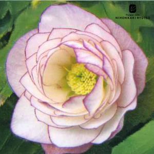 クリスマスローズ 一茶 曽田園芸 0129-005 現品販売 送料無料 12cm