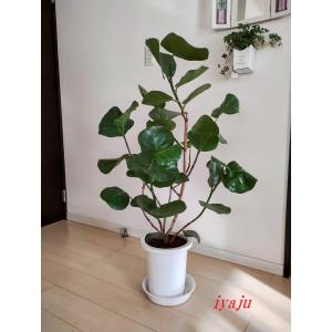 ユッカ ロストラータ 12号（1129） 耐寒性観葉植物 ドライガーデン