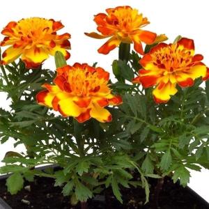 種 花たね フレンチマリーゴールド チャンピオンミックス 1袋(200mg