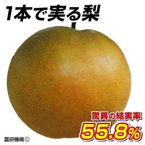 梨 苗木 なるみ 2年生接木苗 スリット鉢植え 登録品種・品種登録限定
