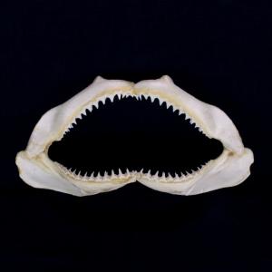 サメ 標本】ハナザメNo.6 顎骨標本 サメの歯 コレクション 教材 ギフト