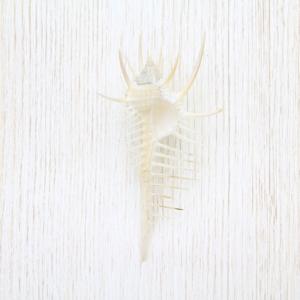 ホネガイ（骨貝）Sサイズ 貝殻 約8〜9cm 標本 インテリア 天然