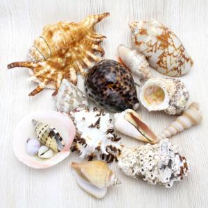 ホシダカラガイ 貝殻 約6〜9cm コレクション 標本 インテリア 天然