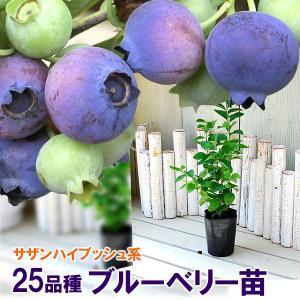 2026年3月】果樹の苗、苗木のおすすめ人気ランキング - Yahoo!ショッピング
