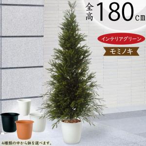 もみの木 モミノキ 苗木 ウラジロモミ 115cm❗クリスマスツリー 鉢植
