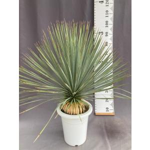 ユッカ・エラータ ドライガーデン 10号鉢 送料無料 : 日本ライン花木