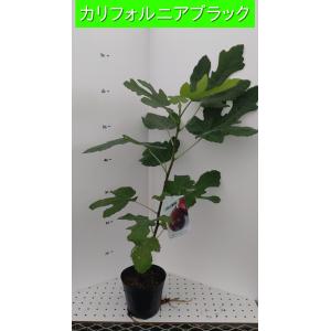 大株 ブルーベリー マグノリア 1.2m 根巻き : 吉瀬園芸 - 通販 - Yahoo