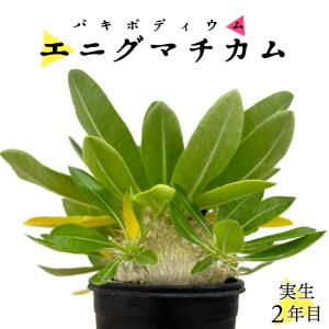 パキポディウム グラキリス 実生2年目 2.5号鉢 塊根植物 コーデクッス