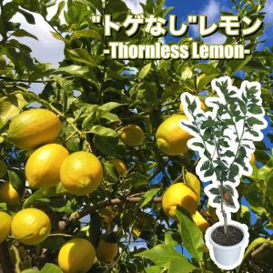 レモンの木 スイートレモネード 2年生 接木苗 : 苗木部 花ひろば