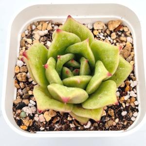 多肉植物 エケベリア アリエル錦 7.5cmポット苗 : ハニーミント - 通販