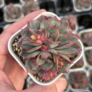 多肉植物 アエオニウム メデューサ 7.5cmポット苗 : ハニーミント