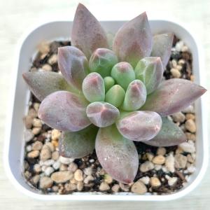 多肉植物 アエオニウム キウイ 7.5cmポット苗 : ハニーミント - 通販