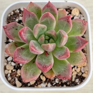 多肉植物 エケベリア コロラータフォルマ 7.5cmポット苗 : ハニー