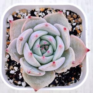 多肉植物 エケベリア属 ジョアンダニエル カット極小苗 : 花と緑のはな