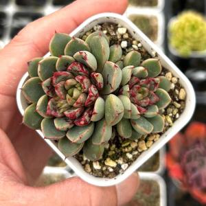 多肉植物 エケベリア ブルーミニマ錦 7.5cmポット苗 : ハニーミント