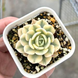 多肉植物 エケベリア ブルーミニマ錦 7.5cmポット苗 : ハニーミント