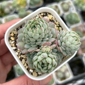 多肉植物 エケベリア属 ジョアンダニエル カット極小苗 : 花と緑のはな