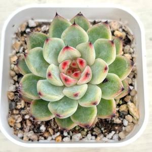 多肉植物 アエオニウム メデューサ 7.5cmポット苗 : ハニーミント