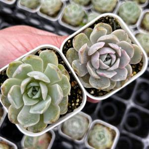 多肉植物 oriミックスベリア No.033 藤紫 おらいさん苗 送料無料