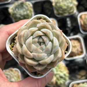 ◇【抜き苗 1苗】ラブリーローズ錦 多肉 ピンクが可愛い♡7.5㌢ポット