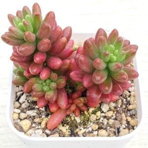多肉植物 アエオニウム キウイ 7.5cmポット苗 : ハニーミント - 通販