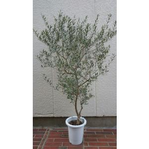おしゃれ 観葉植物：オリーブの木 ピクアル 8号*現品8 SOUJU 創樹 そう