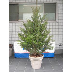 もみの木高さ200cm本物のクリスマスツリー樅の木群馬県産高品質