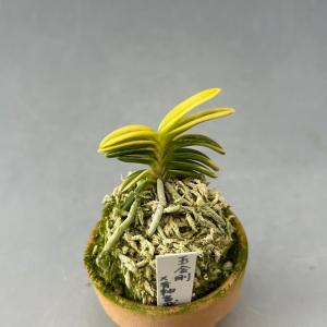 富貴蘭】 満月（まんげつ）/ 花 古典植物 フウラン : ヨネヤマ - 通販