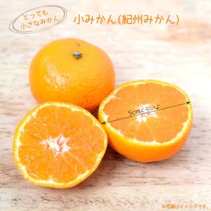 種無しみかんの木 桜島小みかん 約1.5m 現品発送 特大株 植木 苗木