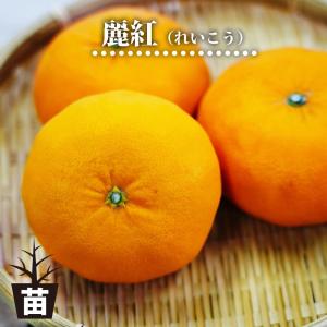 みかん 苗木 麗紅 オレンジ 3年生接木大苗 産地で剪定済 1.0m苗 登録