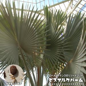 ヤシの木 ブラヘア・アルマータ 実生 ポット苗 : 苗木部 花ひろば