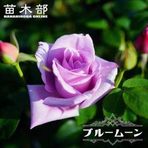 四季咲き強香バラ苗 ブルームーン 1年生新苗 3.5号ポット苗 予約販売4