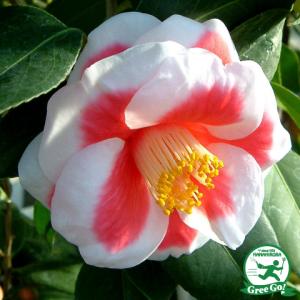 椿 苗 ダローネガ 接木 白鉢植え 開花 2〜4月 : 苗木部 花ひろば