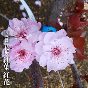 花梅の苗木 鹿児島紅梅 : 植物・園芸専門店 花育通販Yahoo!店 - 通販
