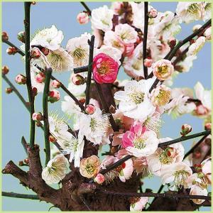 しだれ梅】（白） 1年生接木苗 枝垂れ梅（シダレウメ） ※納期指定