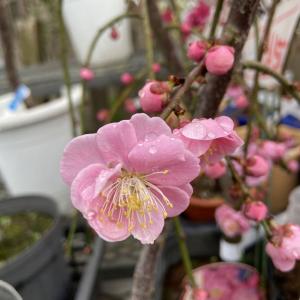 しだれ梅】（白） 1年生接木苗 枝垂れ梅（シダレウメ） ※納期指定