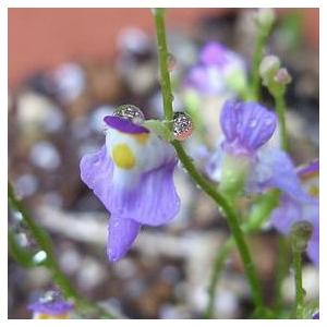 昌国 白染針金外し No,8010 : 盆栽ショップ わびさび Yahoo!店 - 通販