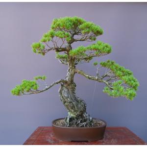 盆栽 黒松 クロマツ くろまつ お洒落 模様木 松柏盆栽 中品盆栽 樹高