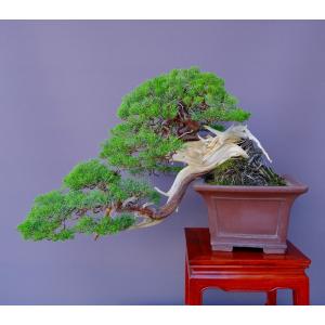 糸魚川真柏 : 盆栽ショップ わびさび Yahoo!店 - 通販 - Yahoo