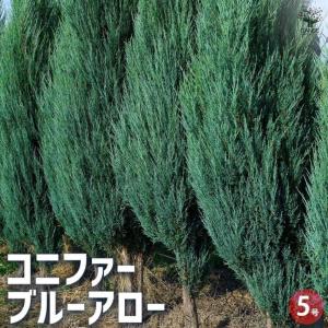 コニファー 『 ムーングロー 』 15cmポット苗 : 花と緑の専門店 土っ子