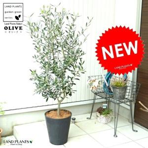 おしゃれ 観葉植物：オリーブの木 ピクアル 8号*現品8 SOUJU 創樹 そう