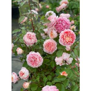 メアリー・ディレイニー(Ausorts)（バラ苗：イングリッシュローズ