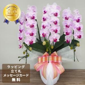 御祝 豪華6本立ち 胡蝶蘭 大輪2色ミックス 6本立ち/60リン以上 普通の